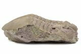 Bargain, Fossil Subasaphus Spinifer Trilobite - Russia #363225-1